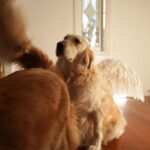 Markiplier Instagram - SWIPE THRU, YOU WON’T REGRET! I call this one... Henry steals the show!