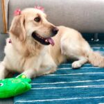 Markiplier Instagram - Baby girl just got groomed! She’s SO BEAUTIFUL!!