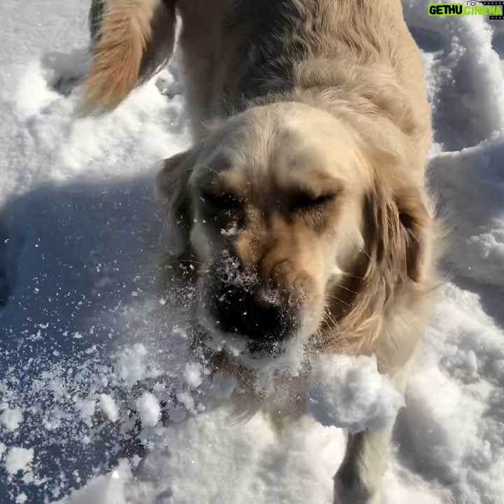 Markiplier Instagram - With her mighty snoofer, Chica snoofs deeply the morning snow. She pontificates with her thinker that this is a rare morning, full of glorious opportunities for snoofing. A wise dog for one such as she is never one to take a snoof for granted.