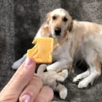 Markiplier Instagram - I played a magic trick on Chica and made the cheese DISAPPEAR!!