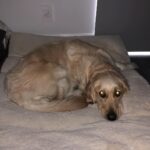 Markiplier Instagram - Happy 2 year anniversary to this amazing sleepy bub that I just woke up because I’m an asshole but I love her so it’s chill