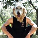 Markiplier Instagram - The Dog Days by @_liamcobb_ available now at cloakbrand.com
