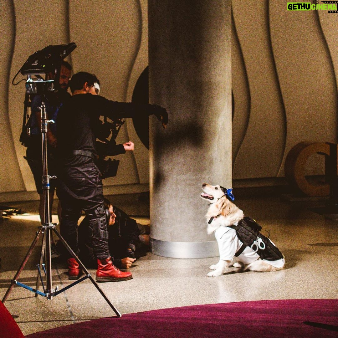 Markiplier Instagram - Shoutout to the REAL star #AHWM! Chica was such a good girl through the whole shoot!