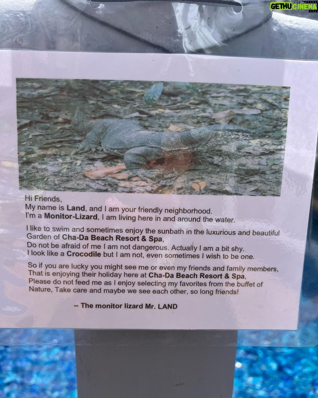 Marko Lehtosalo Instagram - 🦎 Land heter han. En Varanus Salvator eller svenska benämningen bandvaran. Ganska blyg samt helt ofarlig och dyker upp då och då på hotellområdet när det honom behagar eftersom han är the big boss och bor här. 😊 Svajp it ➡️ Cha-Da Beach Resort & Spa, Koh Lanta
