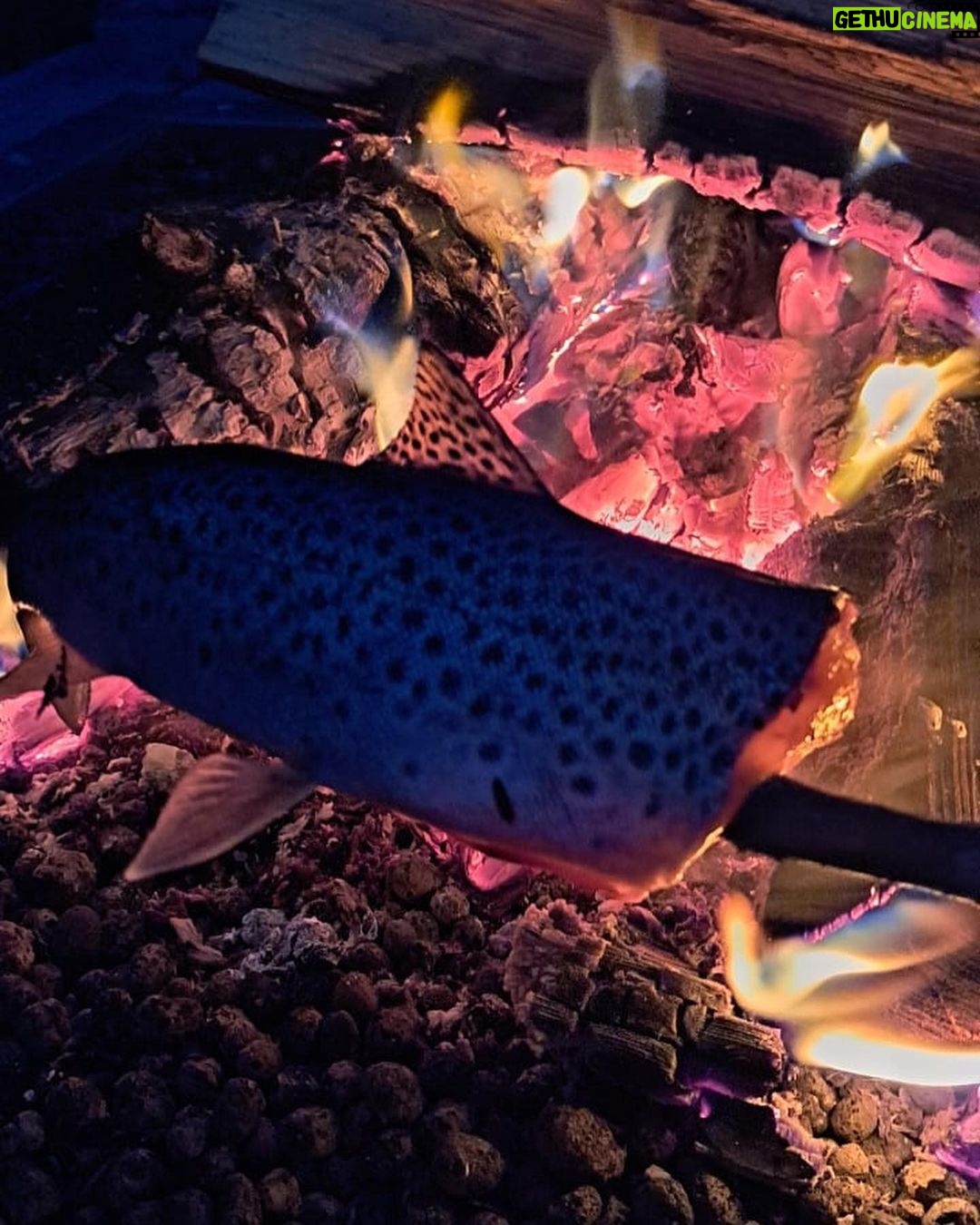 Marko Lehtosalo Instagram - Dag 2 Vi vaknade rätt tidigt i stugan och tog båten längre upp på älven mot ett stort berg/fjäll. Dimman låg tät, solen gick upp och månen lös. Storslagen vy. Låga fick några ståndskall men fågeln ville inte sitta kvar några längre stunder. Vi satte oss ner och värmde upp Daniels magnifika tjädergryta han gjorde till middag dagen innan med min tjäderhöna i. Över öppen eld i en stekpanna. Bland det godaste jag ätit. Dags för Veli att äntra scenen. Vi går och går. Kroppen är sliten men gnäller ingenting eftersom det inte är till nån nytta. Plötsligt börja skogen eka av Velis skall. Han har nästan tagit sig upp till gränsen där kalfjället börjar. Så vi sliter oss upp för fjället. Med blodsmak i munnen och sinnes till mjölksyra i benen når vi till slut fram. Ålar och spanar rätt lång tid tills den uppdagas. En tjäderhöna till. Allt gick bra och hönan las i säcken. 2 tjäderhönor och en öring blev på denna resa. Stort tack Daniel & Emil. Hatten av för finnspetsarna Veli & Låga. Grymt jobbat ❤️ Vågade inte stänga dörren till dasset ifall att björnen skulle flyga på mig. Livrädd 😅 🐻 @daniel_myrestam @langtbortfranstan