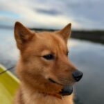 Marko Lehtosalo Instagram - Dag 2 Vi vaknade rätt tidigt i stugan och tog båten längre upp på älven mot ett stort berg/fjäll. Dimman låg tät, solen gick upp och månen lös. Storslagen vy. Låga fick några ståndskall men fågeln ville inte sitta kvar några längre stunder. Vi satte oss ner och värmde upp Daniels magnifika tjädergryta han gjorde till middag dagen innan med min tjäderhöna i. Över öppen eld i en stekpanna. Bland det godaste jag ätit. Dags för Veli att äntra scenen. Vi går och går. Kroppen är sliten men gnäller ingenting eftersom det inte är till nån nytta. Plötsligt börja skogen eka av Velis skall. Han har nästan tagit sig upp till gränsen där kalfjället börjar. Så vi sliter oss upp för fjället. Med blodsmak i munnen och sinnes till mjölksyra i benen når vi till slut fram. Ålar och spanar rätt lång tid tills den uppdagas. En tjäderhöna till. Allt gick bra och hönan las i säcken. 2 tjäderhönor och en öring blev på denna resa. Stort tack Daniel & Emil. Hatten av för finnspetsarna Veli & Låga. Grymt jobbat ❤️ Vågade inte stänga dörren till dasset ifall att björnen skulle flyga på mig. Livrädd 😅 🐻 @daniel_myrestam @langtbortfranstan