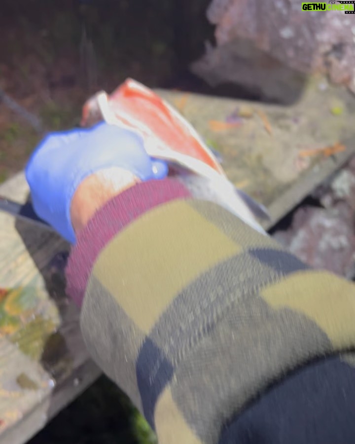 Marko Lehtosalo Instagram - Dag 2 Vi vaknade rätt tidigt i stugan och tog båten längre upp på älven mot ett stort berg/fjäll. Dimman låg tät, solen gick upp och månen lös. Storslagen vy. Låga fick några ståndskall men fågeln ville inte sitta kvar några längre stunder. Vi satte oss ner och värmde upp Daniels magnifika tjädergryta han gjorde till middag dagen innan med min tjäderhöna i. Över öppen eld i en stekpanna. Bland det godaste jag ätit. Dags för Veli att äntra scenen. Vi går och går. Kroppen är sliten men gnäller ingenting eftersom det inte är till nån nytta. Plötsligt börja skogen eka av Velis skall. Han har nästan tagit sig upp till gränsen där kalfjället börjar. Så vi sliter oss upp för fjället. Med blodsmak i munnen och sinnes till mjölksyra i benen når vi till slut fram. Ålar och spanar rätt lång tid tills den uppdagas. En tjäderhöna till. Allt gick bra och hönan las i säcken. 2 tjäderhönor och en öring blev på denna resa. Stort tack Daniel & Emil. Hatten av för finnspetsarna Veli & Låga. Grymt jobbat ❤️ Vågade inte stänga dörren till dasset ifall att björnen skulle flyga på mig. Livrädd 😅 🐻 @daniel_myrestam @langtbortfranstan