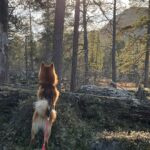 Marko Lehtosalo Instagram - Dag 2 Vi vaknade rätt tidigt i stugan och tog båten längre upp på älven mot ett stort berg/fjäll. Dimman låg tät, solen gick upp och månen lös. Storslagen vy. Låga fick några ståndskall men fågeln ville inte sitta kvar några längre stunder. Vi satte oss ner och värmde upp Daniels magnifika tjädergryta han gjorde till middag dagen innan med min tjäderhöna i. Över öppen eld i en stekpanna. Bland det godaste jag ätit. Dags för Veli att äntra scenen. Vi går och går. Kroppen är sliten men gnäller ingenting eftersom det inte är till nån nytta. Plötsligt börja skogen eka av Velis skall. Han har nästan tagit sig upp till gränsen där kalfjället börjar. Så vi sliter oss upp för fjället. Med blodsmak i munnen och sinnes till mjölksyra i benen når vi till slut fram. Ålar och spanar rätt lång tid tills den uppdagas. En tjäderhöna till. Allt gick bra och hönan las i säcken. 2 tjäderhönor och en öring blev på denna resa. Stort tack Daniel & Emil. Hatten av för finnspetsarna Veli & Låga. Grymt jobbat ❤️ Vågade inte stänga dörren till dasset ifall att björnen skulle flyga på mig. Livrädd 😅 🐻 @daniel_myrestam @langtbortfranstan