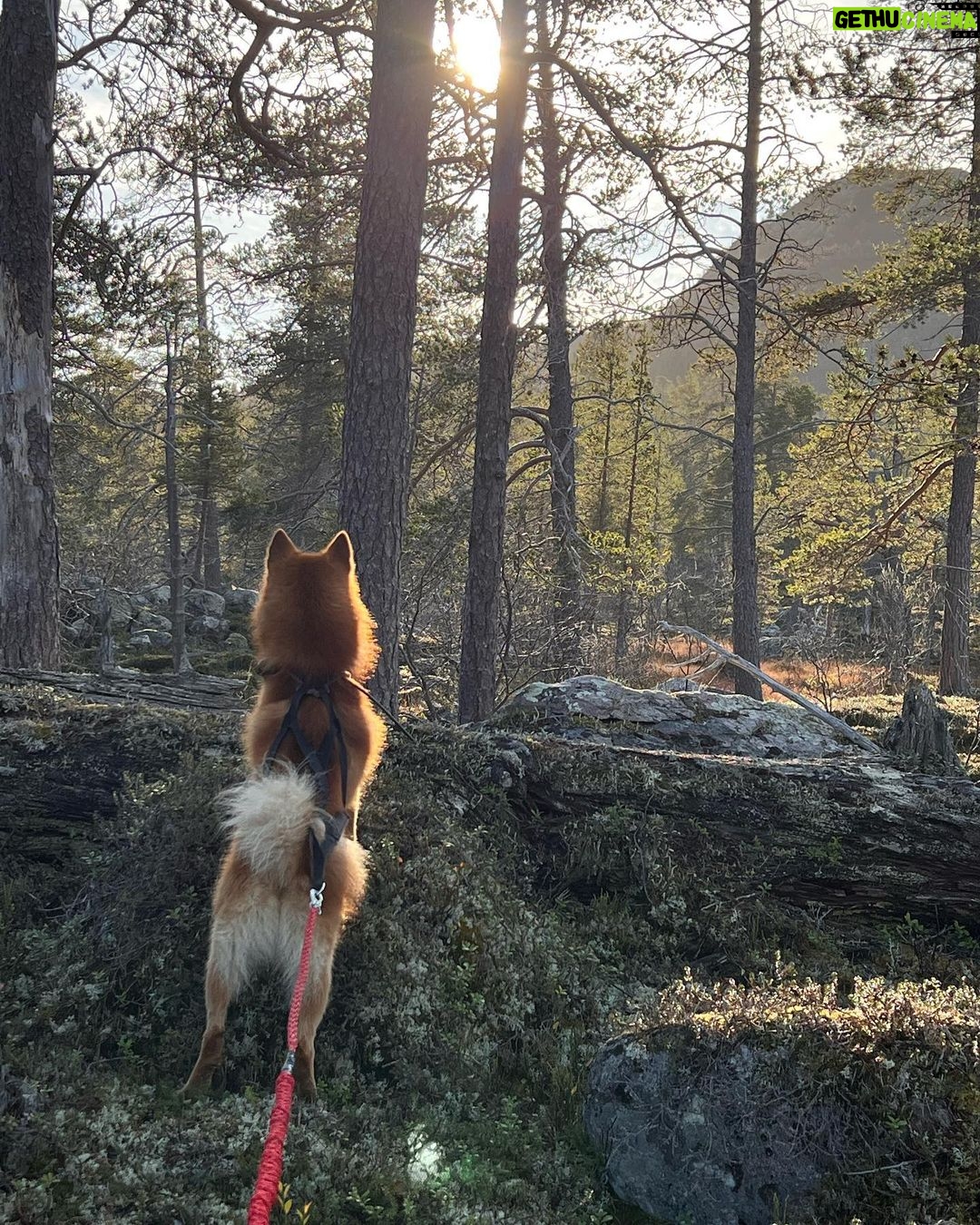 Marko Lehtosalo Instagram - Dag 2 Vi vaknade rätt tidigt i stugan och tog båten längre upp på älven mot ett stort berg/fjäll. Dimman låg tät, solen gick upp och månen lös. Storslagen vy. Låga fick några ståndskall men fågeln ville inte sitta kvar några längre stunder. Vi satte oss ner och värmde upp Daniels magnifika tjädergryta han gjorde till middag dagen innan med min tjäderhöna i. Över öppen eld i en stekpanna. Bland det godaste jag ätit. Dags för Veli att äntra scenen. Vi går och går. Kroppen är sliten men gnäller ingenting eftersom det inte är till nån nytta. Plötsligt börja skogen eka av Velis skall. Han har nästan tagit sig upp till gränsen där kalfjället börjar. Så vi sliter oss upp för fjället. Med blodsmak i munnen och sinnes till mjölksyra i benen når vi till slut fram. Ålar och spanar rätt lång tid tills den uppdagas. En tjäderhöna till. Allt gick bra och hönan las i säcken. 2 tjäderhönor och en öring blev på denna resa. Stort tack Daniel & Emil. Hatten av för finnspetsarna Veli & Låga. Grymt jobbat ❤️ Vågade inte stänga dörren till dasset ifall att björnen skulle flyga på mig. Livrädd 😅 🐻 @daniel_myrestam @langtbortfranstan