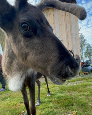 Marko Lehtosalo Instagram - Arjeplog 🫶🏻

Marko&Irma säsong kaksi.

Tack för intensiva underbara dagar Megan, Alma, Mamma, Lill Emil, Stor Emil, Daniel, Pelle, Veli, Låga, Jonathan, Sebastian och renarna Vaggi och Saga ❤️