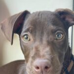 Marla Sokoloff Instagram - ❤️Welcome to our family Rosie! ❤️ Thank you to @thelabellefoundation for rescuing this sweet babe, we love her so much already! Swipe for the surprise of my girls’ life!