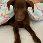 Marla Sokoloff Instagram - ❤️Welcome to our family Rosie! ❤️ Thank you to @thelabellefoundation for rescuing this sweet babe, we love her so much already! Swipe for the surprise of my girls’ life!