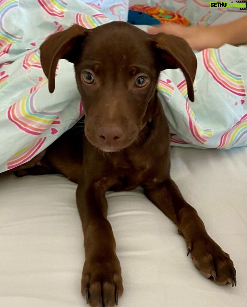 Marla Sokoloff Instagram - ❤Welcome to our family Rosie! ❤ Thank you to @thelabellefoundation for rescuing this sweet babe, we love her so much already! Swipe for the surprise of my girls’ life!