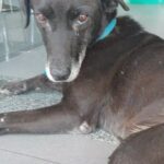 Martín Fabio Instagram - Si alguien del barrio lo conoce, está acá, Rodolfo López y Andres Baranda, en la GNC. Muchas gracias! #perdido #amoresperros