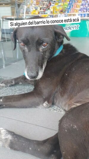 Martín Fabio Instagram - Si alguien del barrio lo conoce, está acá, Rodolfo López y Andres Baranda, en la GNC. Muchas gracias! #perdido  #amoresperros