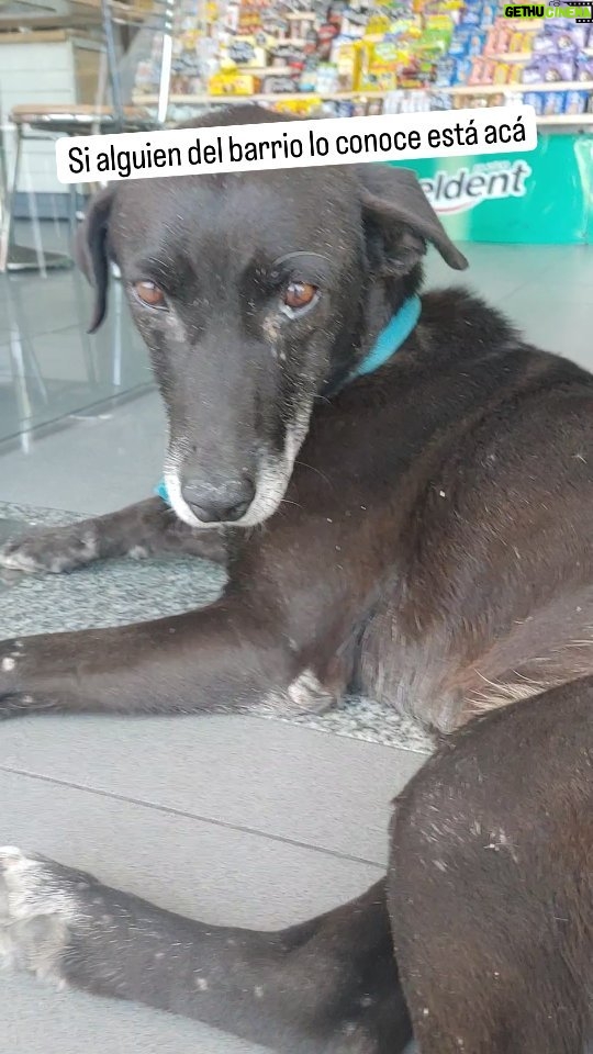 Martín Fabio - 4.4K Likes - Si alguien del barrio lo conoce, está acá, Rodolfo López y Andres Baranda, en la GNC. Muchas gracias! #perdido #amoresperros