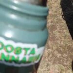 Martín Fabio Instagram – Hoy @kapangasok en @costacannabis.arg