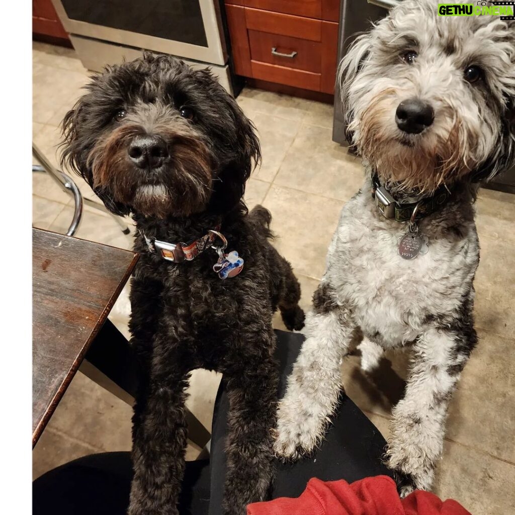 Martin Casaus Instagram - Shortly, I will be grooming these 2 adorable stinkers on stream. So the stream will mostly just be adorable puppies being mad at us for shaving them Twitch.tv/MartinCasaus Join us for the puppy torturing shortly on twitch! #MartinCasaus #HouseofCasaus #Mcfluffs #Mclove #thordogofthunder #lokidogofmischief #Jasperdog #Brutusdog #Furbabies #dogsofinstagram #dog #puppy #petsagram #doglove #Furbaby #puppygram #puppyeyes #SaltLakeCity #SLC #VisitSaltLake #Utah #SaltLake #UtahGram #UtahTravel #SLCCreativeCommunity #SLCContentCreators #utahcontentcreator Salt Lake City, Utah