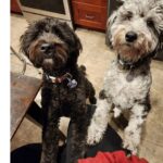 Martin Casaus Instagram – Shortly, I will be grooming these 2 adorable stinkers on stream. So the stream will mostly just be adorable puppies being mad at us for shaving them
Twitch.tv/MartinCasaus
Join us for the puppy torturing shortly on twitch!
#MartinCasaus #HouseofCasaus #Mcfluffs #Mclove #thordogofthunder #lokidogofmischief #Jasperdog #Brutusdog #Furbabies #dogsofinstagram #dog #puppy #petsagram #doglove #Furbaby #puppygram #puppyeyes #SaltLakeCity #SLC #VisitSaltLake #Utah #SaltLake #UtahGram #UtahTravel #SLCCreativeCommunity #SLCContentCreators #utahcontentcreator Salt Lake City, Utah