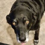 Martin Casaus Instagram – Here are several reasons why I hate leaving my house.  They’re cute furry and hard to leave

#MartinCasaus #HouseofCasaus #MartytheMoth #Mcfluffs #Mclove #thordogofthunder #lokidogofmischief  #Jasperdog #Brutusdog #Furbabies Salt Lake City, Utah