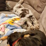 Martin Casaus Instagram – Here are several reasons why I hate leaving my house. They’re cute furry and hard to leave
#MartinCasaus #HouseofCasaus #MartytheMoth #Mcfluffs #Mclove #thordogofthunder #lokidogofmischief #Jasperdog #Brutusdog #Furbabies Salt Lake City, Utah