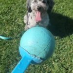 Martin Casaus Instagram - A puppy park day a few days ago. Where do you take your pups to play? #MartinCasaus #HouseofCasaus #MartytheMoth #Mcfluffs #Mclove #thordogofthunder #lokidogofmischief #Jasperdog #Brutusdog #Furbabies #dogsofinstagram #dog #puppy #petsagram #doglove #Furbaby #puppygram #puppyeyes Salt Lake City, Utah