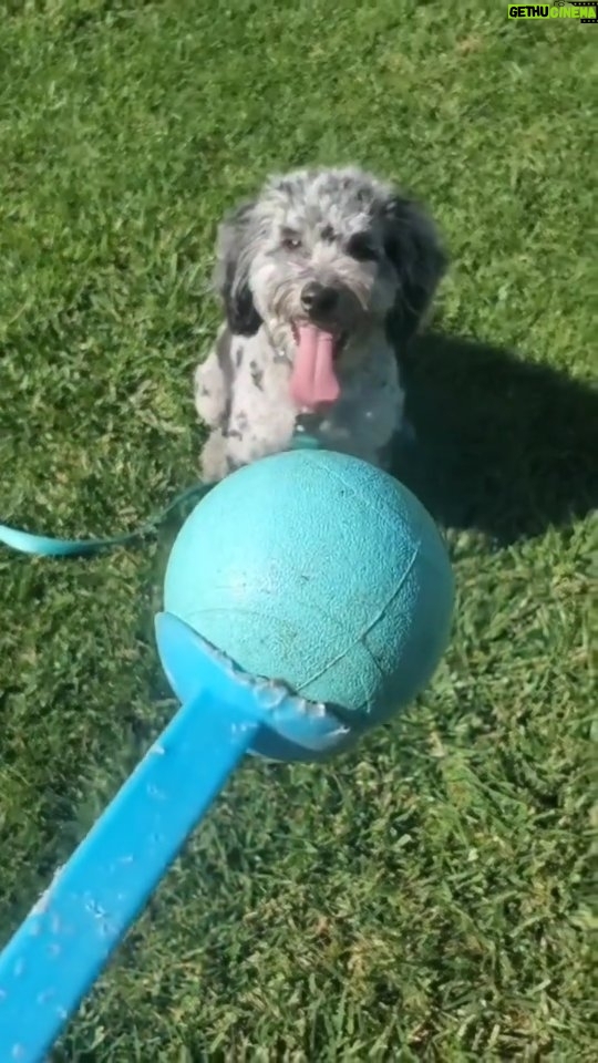 Martin Casaus Instagram - A puppy park day a few days ago. Where do you take your pups to play? #MartinCasaus #HouseofCasaus #MartytheMoth #Mcfluffs #Mclove #thordogofthunder #lokidogofmischief #Jasperdog #Brutusdog #Furbabies #dogsofinstagram #dog #puppy #petsagram #doglove #Furbaby #puppygram #puppyeyes Salt Lake City, Utah