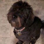 Martin Casaus Instagram - When your puppy hears sirens and wants to sing along....😍😍😍 Anyone else's dog sing along with sirens? #puppy #puppies #howling #puppyhowl #utah #utahcreator #utahcontentcreator #puppiesofinstagram #puppylove #puppyhowls #MartinCasaus #HouseofCasaus #MartytheMoth #Mcfluffs #Mclove #thordogofthunder #lokidogofmischief #Furbabies #dogsofinstagram #dog #puppy #petsagram #doglove #Furbaby #puppygram #puppyeyes Salt Lake City, Utah