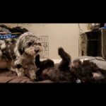 Martin Casaus Instagram - When you get a video of your pups at home and it helps you get through your day away 😍😍 Loki and Thor are so cute 😍 #MartinCasaus #Mcfluffs Salt Lake City, Utah