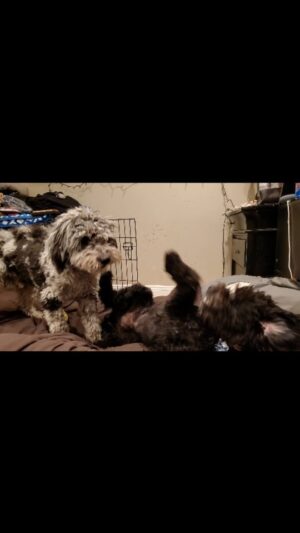 Martin Casaus Instagram - When you get a video of your pups at home and it helps you get through your day away 😍😍 Loki and Thor are so cute 😍

#MartinCasaus #Mcfluffs