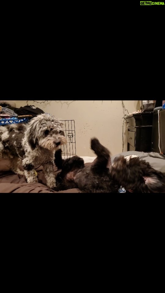 Martin Casaus Instagram - When you get a video of your pups at home and it helps you get through your day away 😍😍 Loki and Thor are so cute 😍 #MartinCasaus #Mcfluffs Salt Lake City, Utah