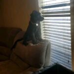 Martin Casaus Instagram - I'll forever be safe with these 2 goofballs watching over the house like Batman #MartinCasaus # Salt Lake City, Utah