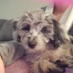 Martin Casaus Instagram - Stolen from my wife but she did the sound react with our pup Loki and the end with the wolf is the best 🤣🤣 Puppies are the best!!! What pet do you have that melts your heart? #Mcfluffs #McLove Salt Lake City, Utah