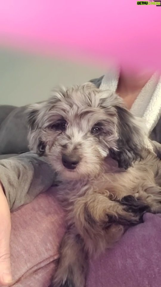 Martin Casaus Instagram - Stolen from my wife but she did the sound react with our pup Loki and the end with the wolf is the best 🤣🤣 Puppies are the best!!! What pet do you have that melts your heart? #Mcfluffs #McLove Salt Lake City, Utah