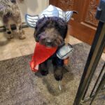Martin Casaus Instagram - Thanks to @nat.sartorial for taking pictures of the Odinson family on Halloween. We partied, we handed out candy, we played with cute ass puppies. Good Halloween. Halloween is my fav holiday! What's your favorite Halloween memory or tradition? #MartinCasaus #HouseofCasaus #Mcfluffs #Mclove #SaltLakeCity #SLC #VisitSaltLake #Utah #SaltLake #UtahGram #UtahTravel #SLCCreativeCommunity #SLCContentCreators #utahcontentcreator #HouseofCasaus #Mcfluffs #Mclove #thordogofthunder #lokidogofmischief #Jasperdog #Brutusdog #Furbabies #dogsofinstagram #dog #puppy #petsagram #doglove #Furbaby #puppygram #puppyeyes Salt Lake City, Utah
