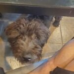Martin Casaus Instagram - 2 of the many reasons I wake up in the morning. My wife @ms_laylee and pups are my everything. It doesn't hurt that they are SUPER CUTE! What do you wake up for? #McFluffs #McLove Salt Lake City, Utah