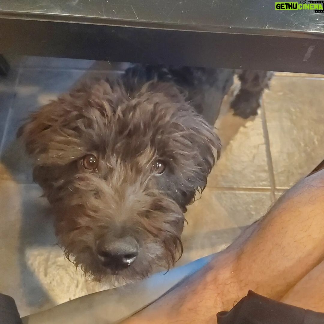 Martin Casaus Instagram - 2 of the many reasons I wake up in the morning. My wife @ms_laylee and pups are my everything. It doesn't hurt that they are SUPER CUTE! What do you wake up for? #McFluffs #McLove Salt Lake City, Utah