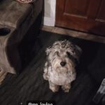 Martin Casaus Instagram - We legit meal prep our puppy food! Look how excited Loki is for his food!!! We legit go to @costco or use @instacart to bring us the Ingredients and it's taken some pups that wouldn't eat well, to pups who literally hop fences to get to their bowl. Anyone else take care of their pups maybe a little better then yourself?? Anyone else have trouble with pups not eating? Salt Lake City, Utah