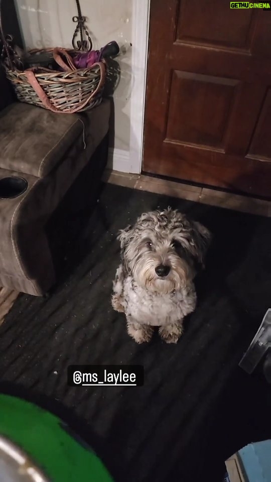 Martin Casaus Instagram - We legit meal prep our puppy food! Look how excited Loki is for his food!!! We legit go to @costco or use @instacart to bring us the Ingredients and it's taken some pups that wouldn't eat well, to pups who literally hop fences to get to their bowl. Anyone else take care of their pups maybe a little better then yourself?? Anyone else have trouble with pups not eating? Salt Lake City, Utah