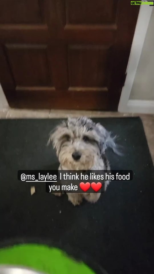 Martin Casaus Instagram - I think Loki likes the food @ms_laylee makes the pups ❤️❤️ Anyone's else's dogs get super excited for food time??? Salt Lake City, Utah
