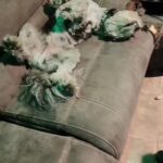 Martin Casaus Instagram – He doesn’t feel like doing anything……except play ball. But in this video, this is how loki recharges lol Salt Lake City, Utah