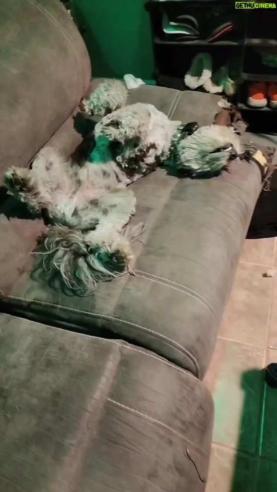 Martin Casaus Instagram - He doesn't feel like doing anything......except play ball. But in this video, this is how loki recharges lol Salt Lake City, Utah