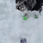 Martin Casaus Instagram – Soo apparently Thor and Loki love the snow…..they’re snow jacket and boots …not so much
#MartinCasaus #Mcfluffs
#SaltLakeCity #SLC #VisitSaltLake #Utah #SaltLake #UtahGram #UtahTravel #SLCCreativeCommunity #SLCContentCreators #utahcontentcreator #Mcfluffs #Mclove #thordogofthunder #lokidogofmischief #Jasperdog #Brutusdog #Furbabies #dogsofinstagram #dog #puppy #petsagram #doglove #Furbaby #puppygram #puppyeyes
#puppies #utah #utahcontentcreator #dogs #puppy #slcutah #Mcfluffs #MartinCasaus #HouseofCasaus Salt Lake City, Utah