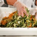 Martin Juneau Instagram - Grosse production de la garniture kimchi/bok-choï pour le porc BBQ coréen! 🐷 🥬 🌶 🍚 Un des plats "MJ pour @metromonepicier" les plus populaires! 👌 ...Et un de mes préférés. Est-ce que vous l'avez essayé? 👋 #KimchiBokChoï #MartinJuneauPourMetro #MangerCestLaVie