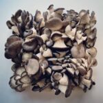 Martin Juneau Instagram - Les deux filles de @blanc.de.gris produisent leurs pleurotes à Montréal (dans Hochelaga) de manière écoresponsable. 🍄 ❤️ Elles ont une grande (et excellente!) production hebdomadaire qui leur permettrait dorénavant de combler des nouveaux clients! 👊 Je pose la question : À QUI LA CHANCE? #BlancDeGris #Pleurotes #MadeInHochelag Blanc de gris
