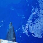 Martin Juneau Instagram - Activité de papa en solo, hier : aller à la pêche "bottom-fishing"! 🐟 Finalement, je suis revenu bredouille-mais-pas-tant parce que des mammifères nous ont réservé toute une surprise! 🐬 💙 💦 🩵 @alohabluecharters