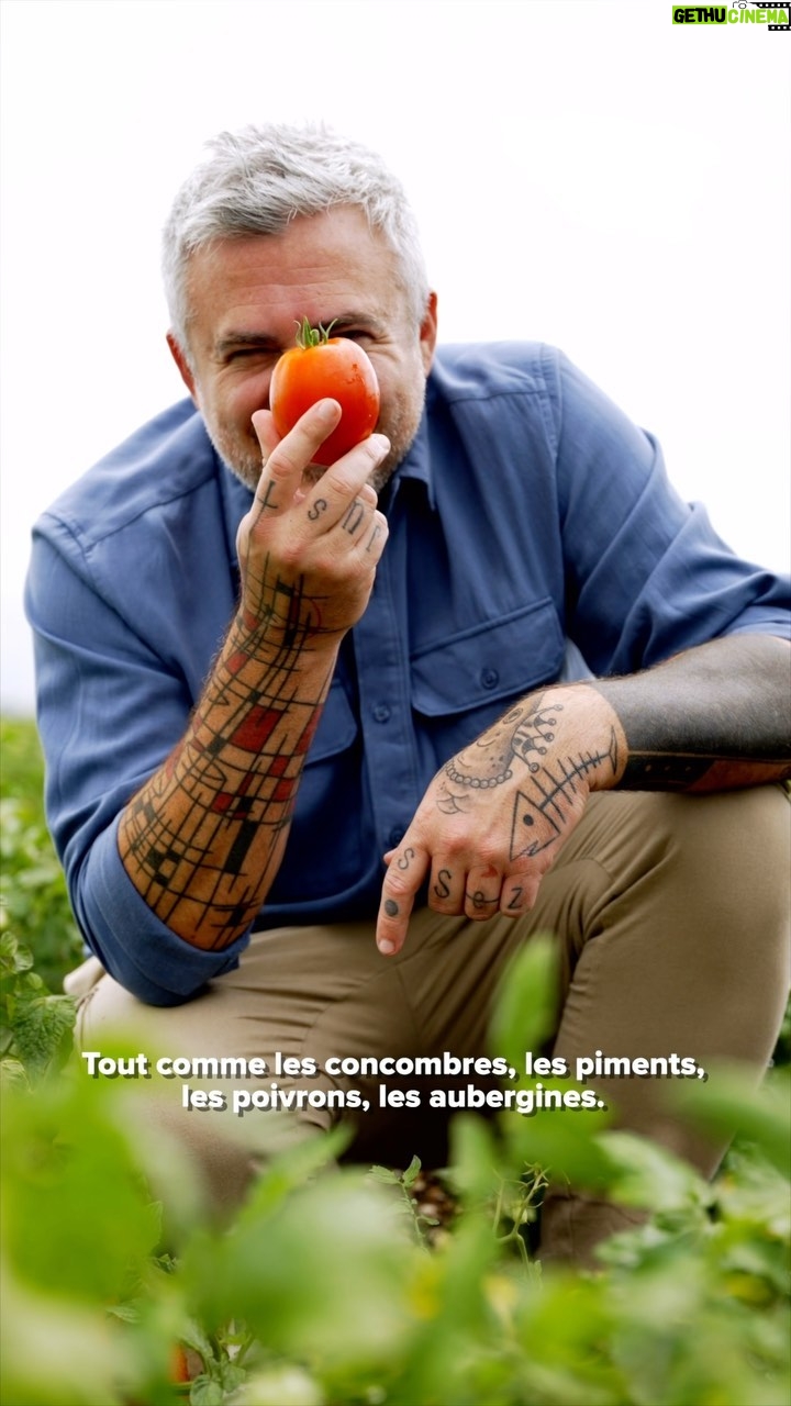 Martin Juneau Instagram - Découvrez les secrets juteux de la tomate dans ce troisième épisode de la série @martin_juneau est dans l’champ! 🍅