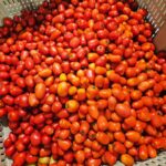Martin Juneau Instagram - Dans les tomates italiennes pour la journée! 🍅 ❤️ #MaraichersStPierre #MartinEstDansLchamp Saint-Rémi, Quebec