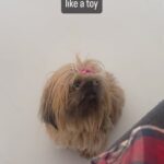 Marwan Younes Instagram - يا خلاصووووو يا ناسسسسسسسس 😍😍 #puppy #reaction #pekingese #cute #love #dogs #little #squeaky