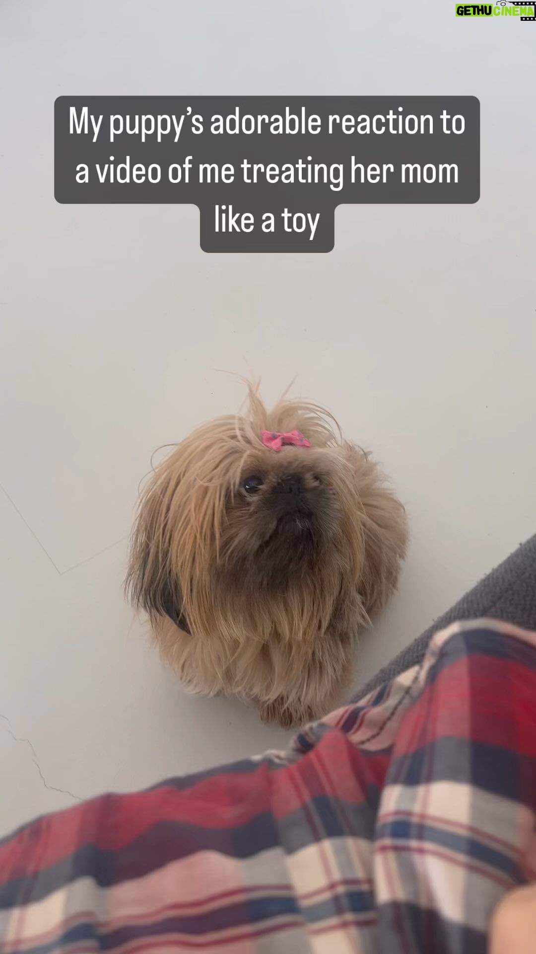 Marwan Younes Instagram - يا خلاصووووو يا ناسسسسسسسس 😍😍 #puppy #reaction #pekingese #cute #love #dogs #little #squeaky